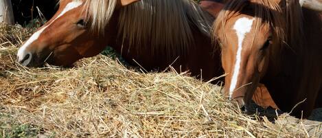 Two horses eating hay.