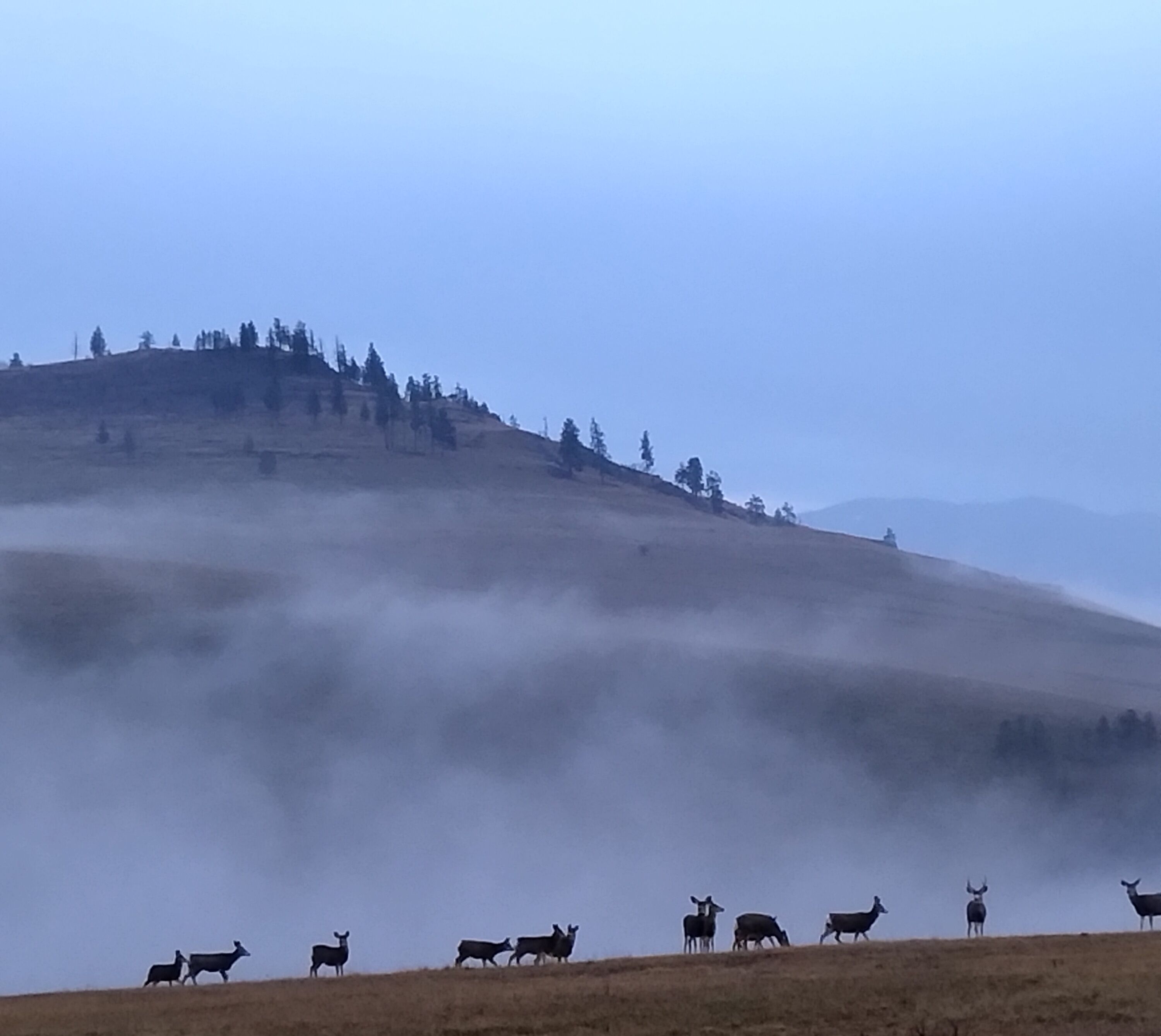 Un paysage brumeux avec un troupeau de cerfs sur une colline.