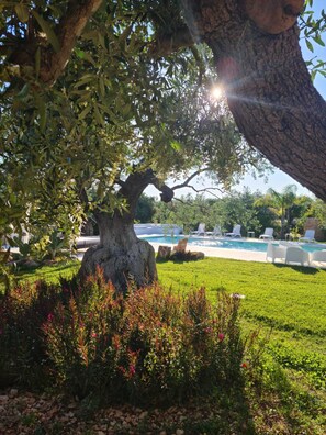Un albero con un tronco imponente e fitta vegetazione, una piscina con lettini e un prato curato.