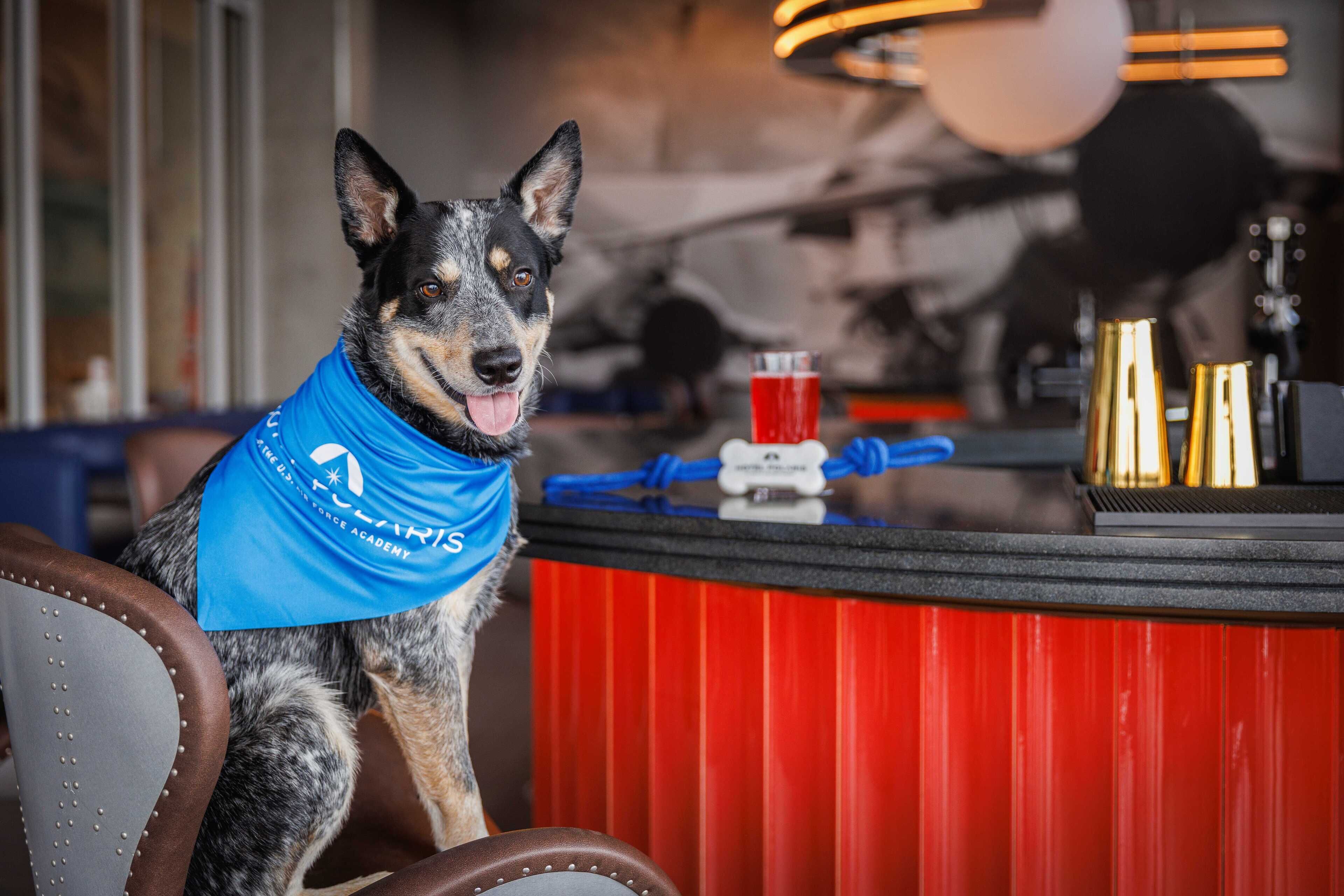 Een hond zit op een stoel voor een rode achtergrond en een toonbank met verschillende spullen.