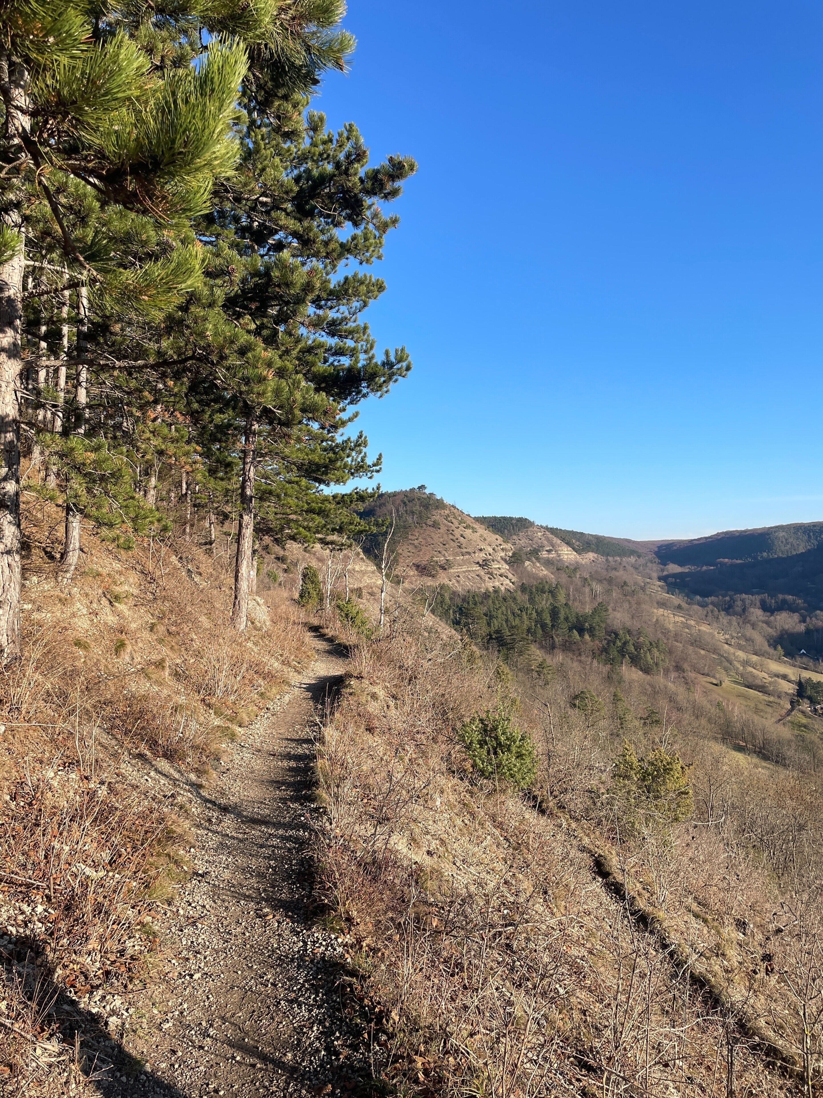 A forested hillside with a clear sky.