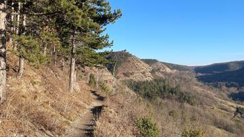 A forested hillside with a clear sky.