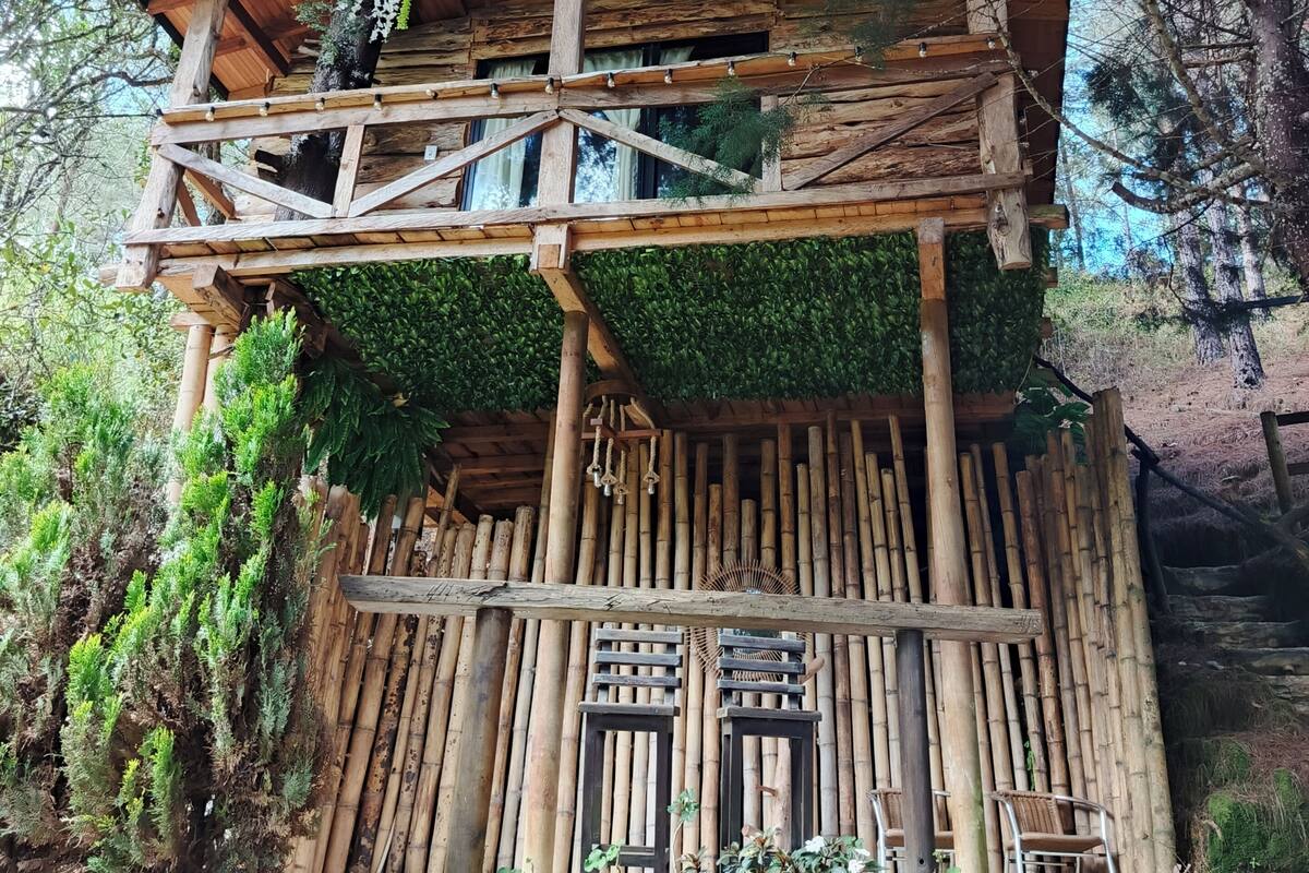 A wooden structure with a balcony, surrounded by bamboo and greenery.