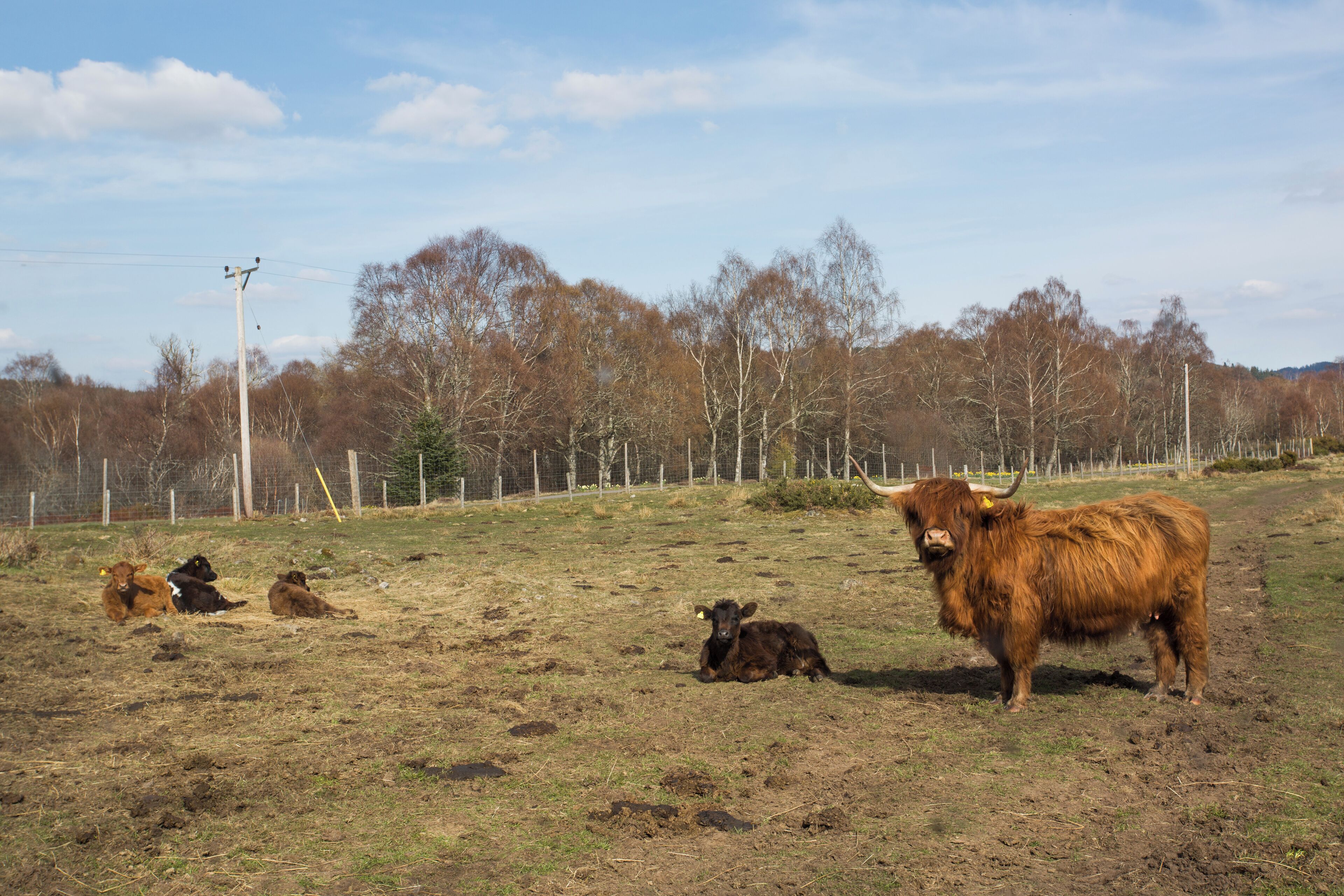 A rural landscape with a fenced area containing cows.