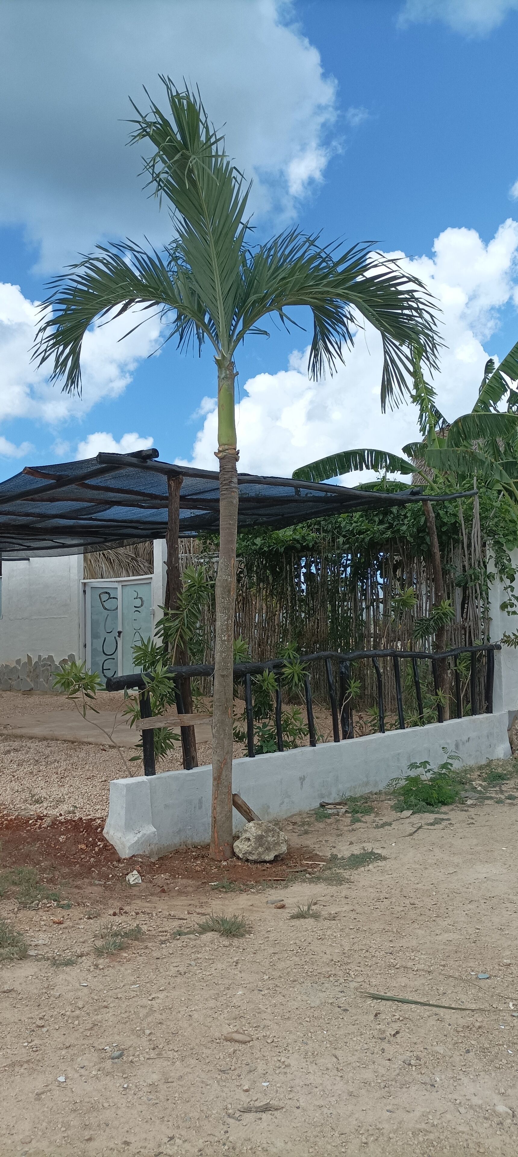 A palm tree in a dry, gravelly area with a metal fence and a building with a corrugated metal roof in the background.