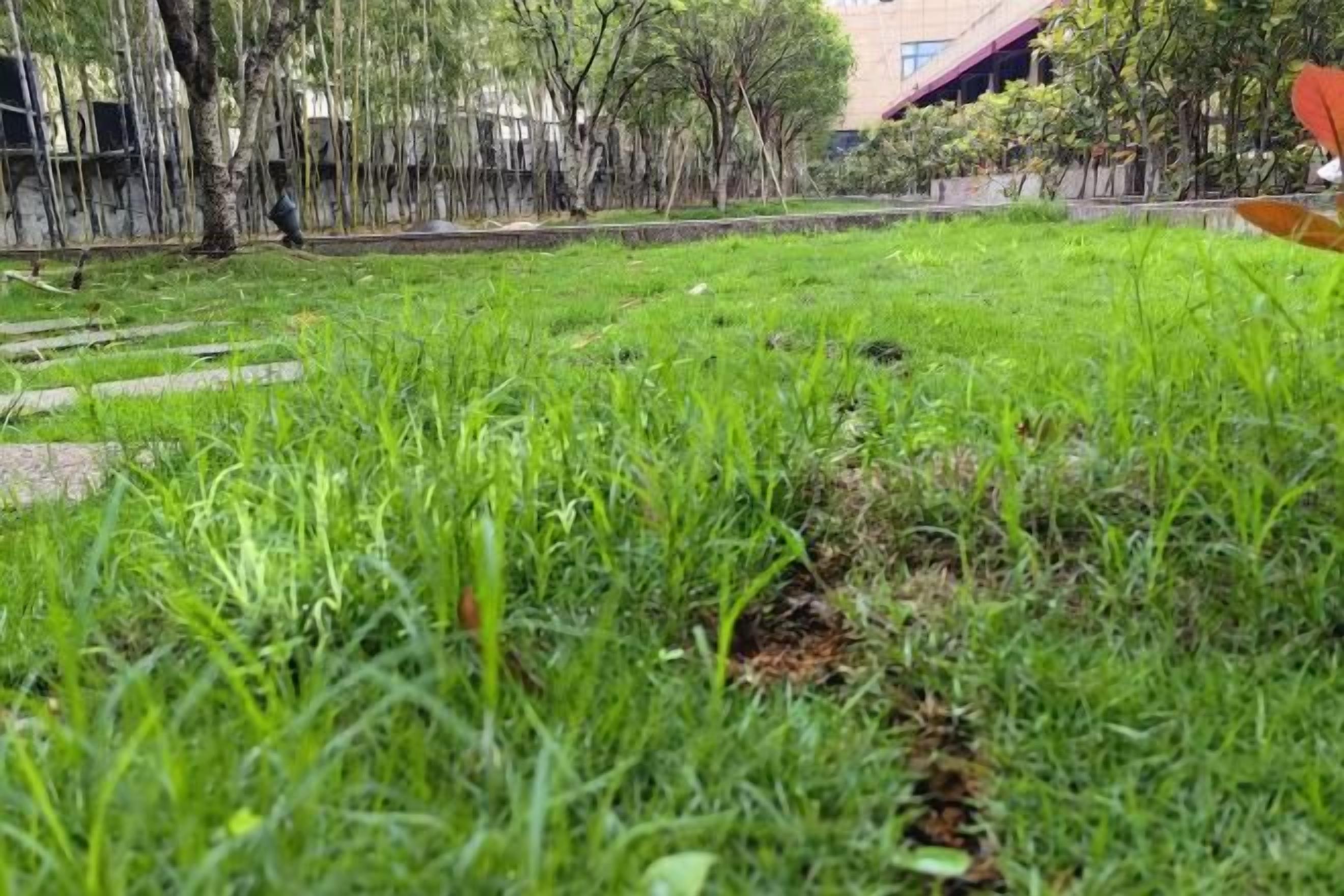 A grassy area with a pathway and trees.