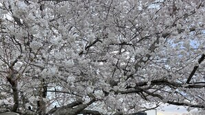 Un árbol con flores blancas frente a un edificio con garaje. Hay una mesa y dos sillas sobre el césped.
