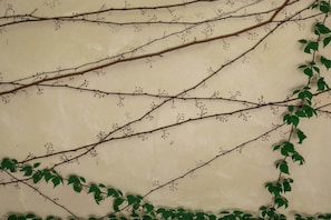 A wall with branches and green leaves. - Room with Private Jungle Balcony |• TEVA 6B (Tulum)