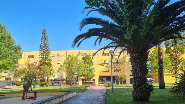Un sendero pavimentado con una palmera y un banco a la izquierda, un área verde con una palmera a la derecha y un edificio amarillo al fondo.