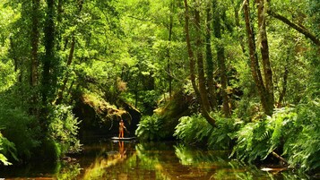 Uma floresta tranquila com um corpo d'água límpido refletindo o verde ao redor.