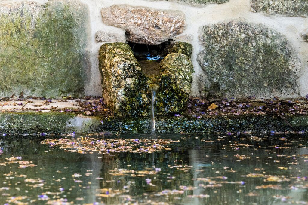 A stone structure with a water spout, surrounded by a pond with floating leaves.