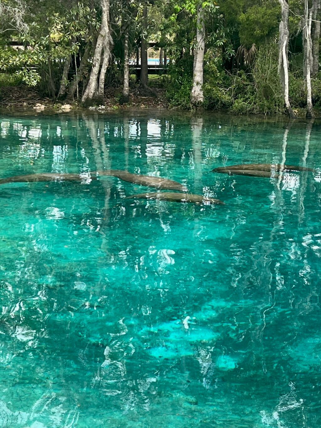Une piscine d’eau turquoise, d’une clarté parfaite, entourée d’arbres.