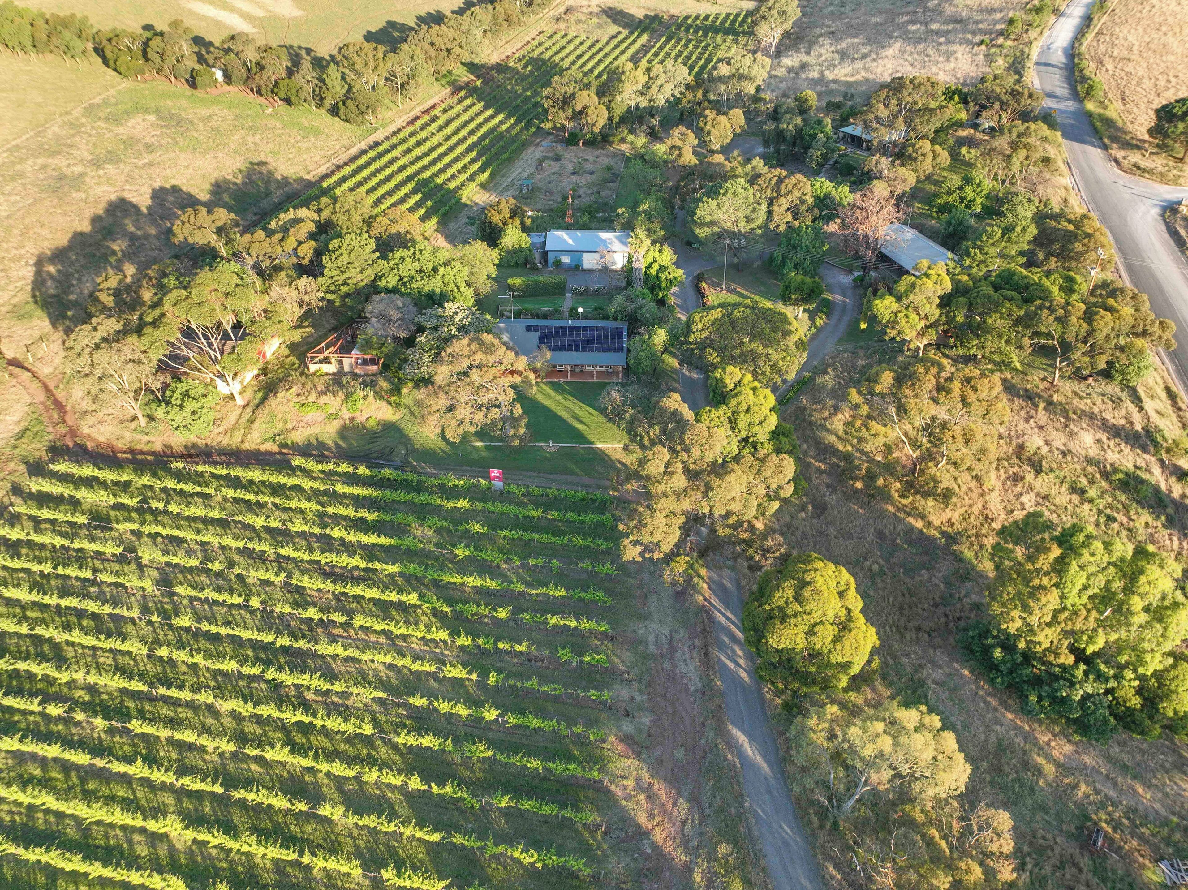 An aerial view of a vineyard with rows of grapevines, a house with solar panels, and a winding road.