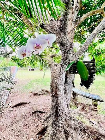 Purple Sunset - Walk to Malecon & Beaches