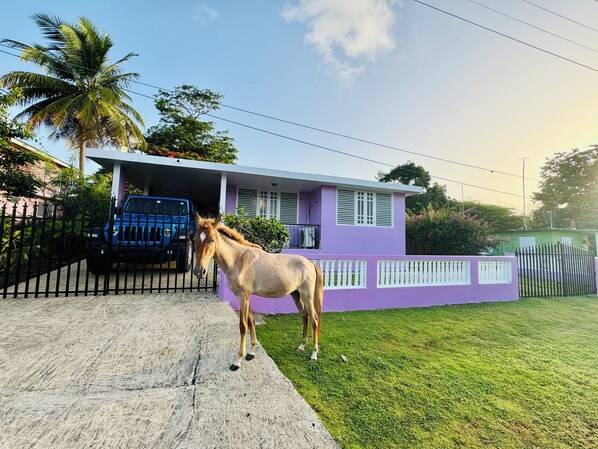 Un cheval se tient devant une maison violette, et une voiture bleue est garée dans l’allée.
