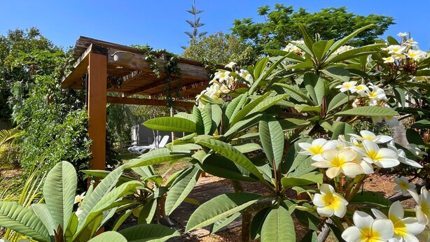 A garden with a wooden pergola, lush green foliage, and white flowers. - MarketHome Ecolodge Plataneras (Lomo Del Balo (Guia I.))