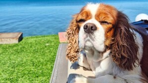 Ein Hund liegt auf einer Terrasse mit Blick auf ruhiges Wasser und einen klaren Himmel.