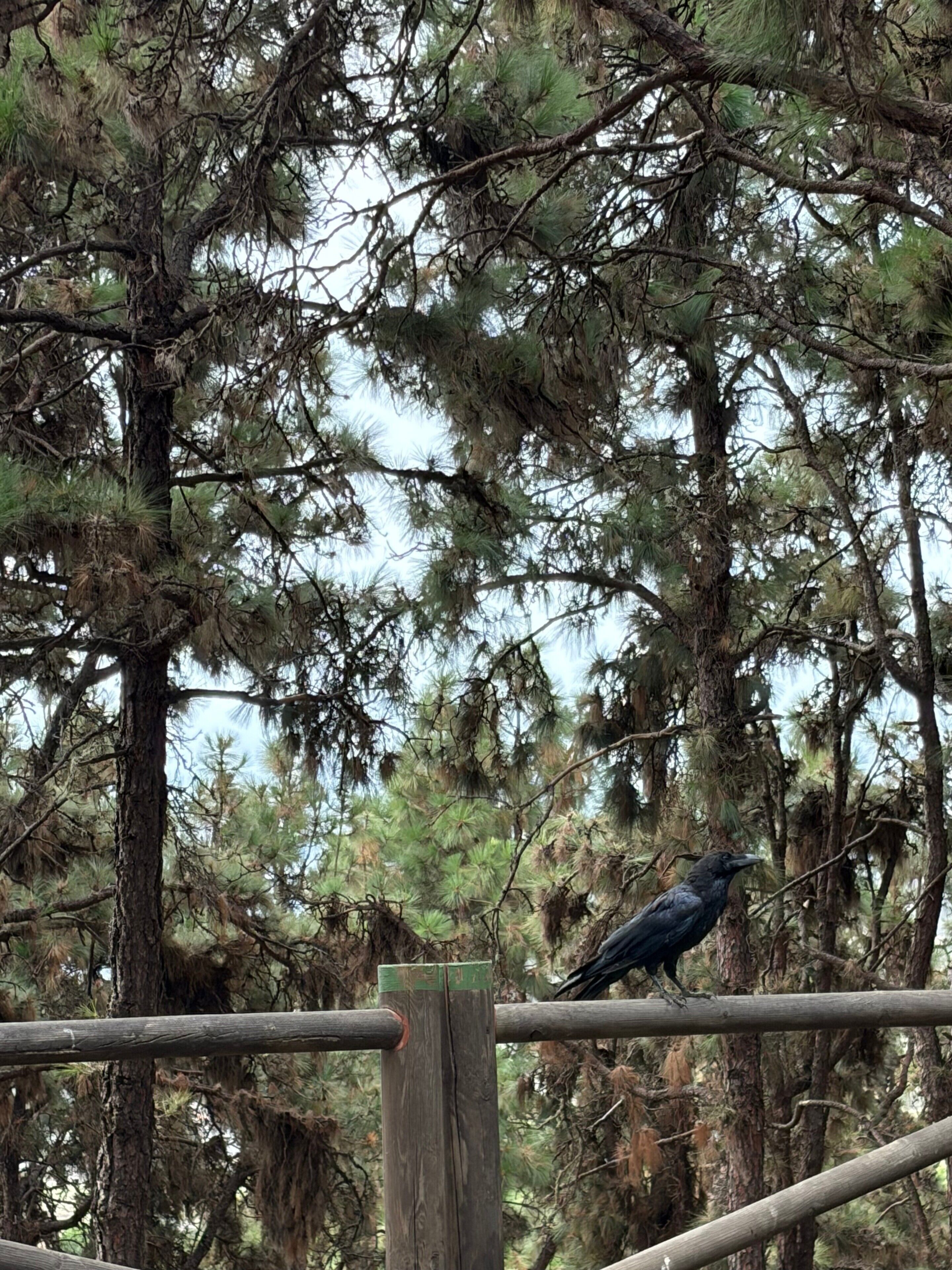 A bird perched on a wooden railing amidst dense pine trees.
