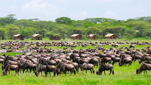 Africa Safari Serengeti Kusini 