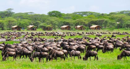 Africa Safari Serengeti Kusini