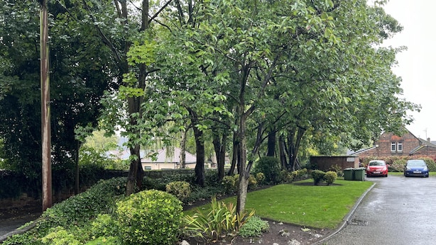 Une rue résidentielle bordée de voitures garées, avec une végétation luxuriante et une maison en briques en arrière-plan.