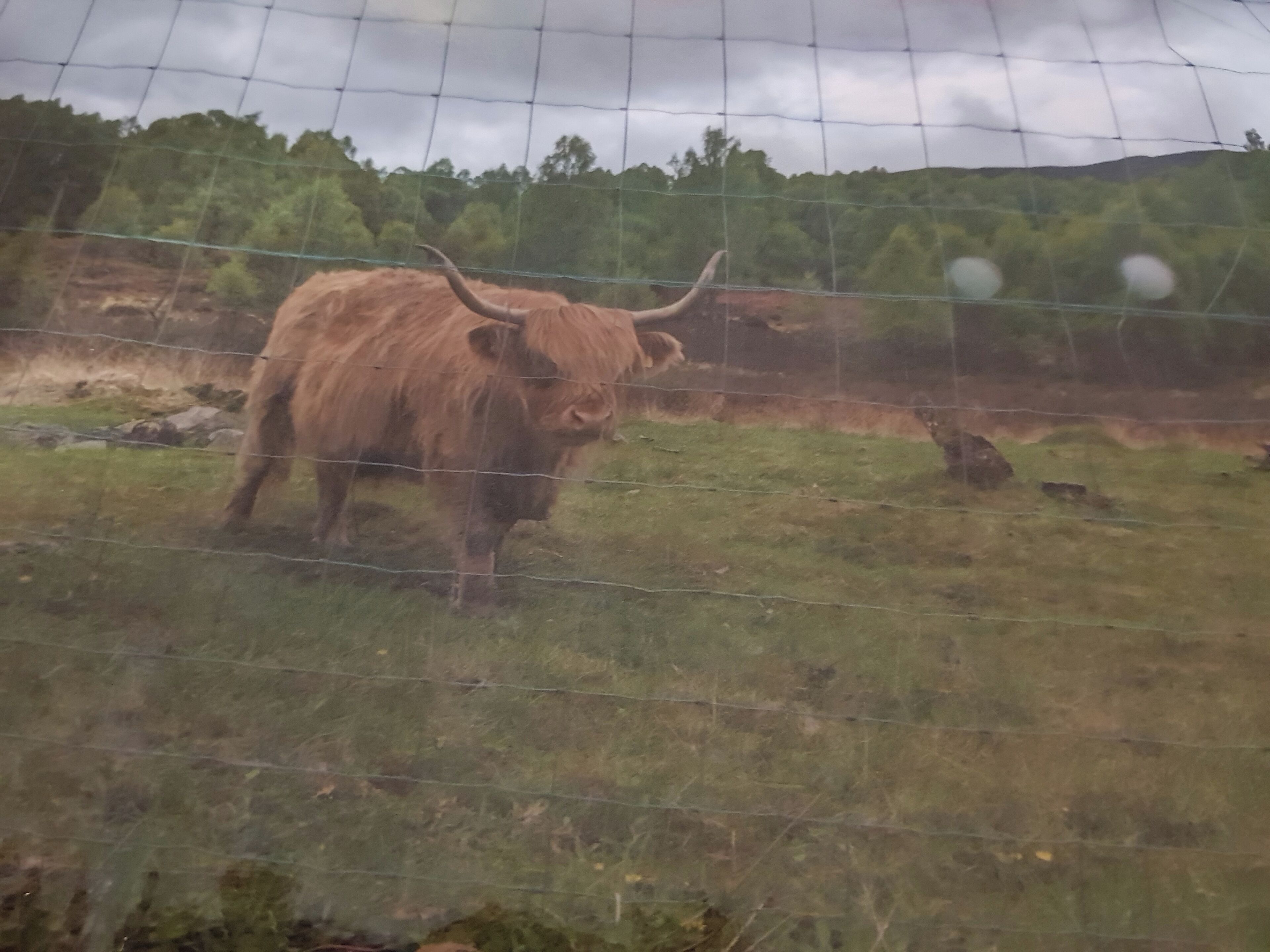 Un yak se tient derrière une clôture en fil de fer, dans une zone herbeuse, avec des arbres en arrière-plan.