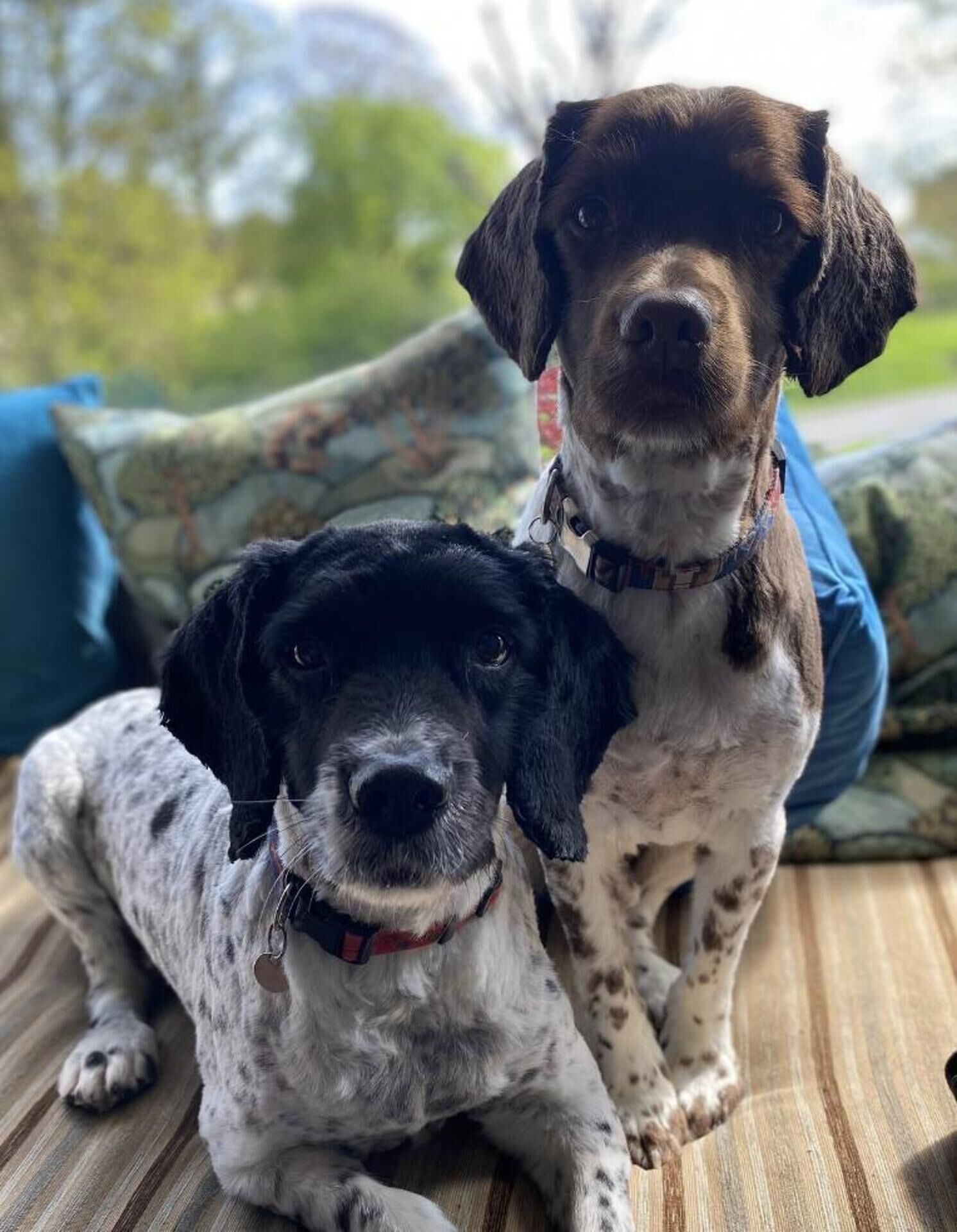 Two dogs sitting on a wooden floor with a couch and pillows in the background.