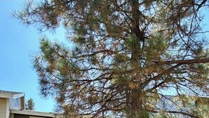 Une maison à deux étages, dotée d’un mur de soutènement en pierre et d’un arbre devant.