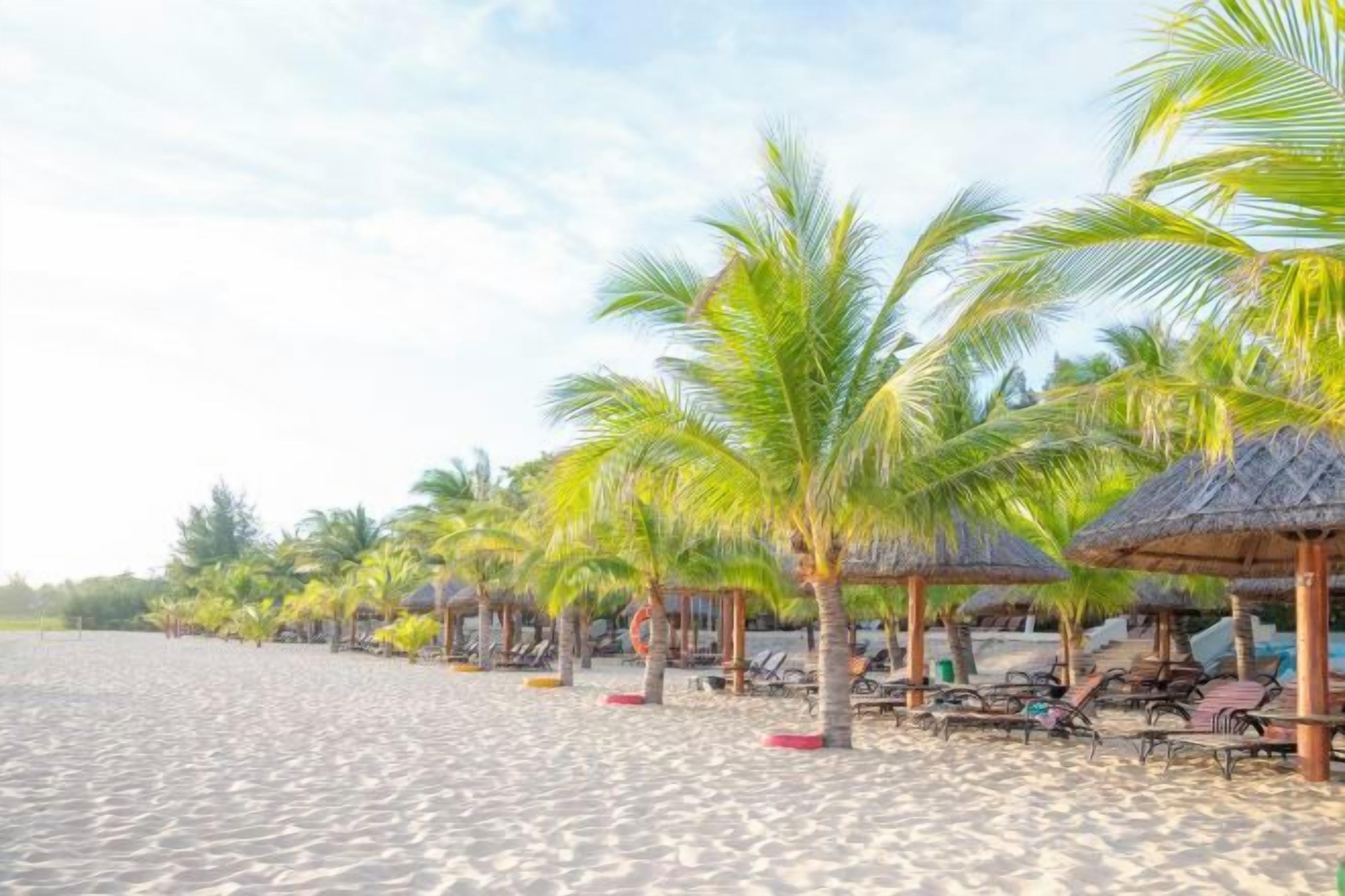 A beach with rows of palm trees and thatched-roof structures, likely for shade.