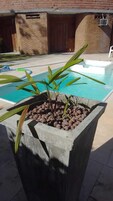 Piscina externa