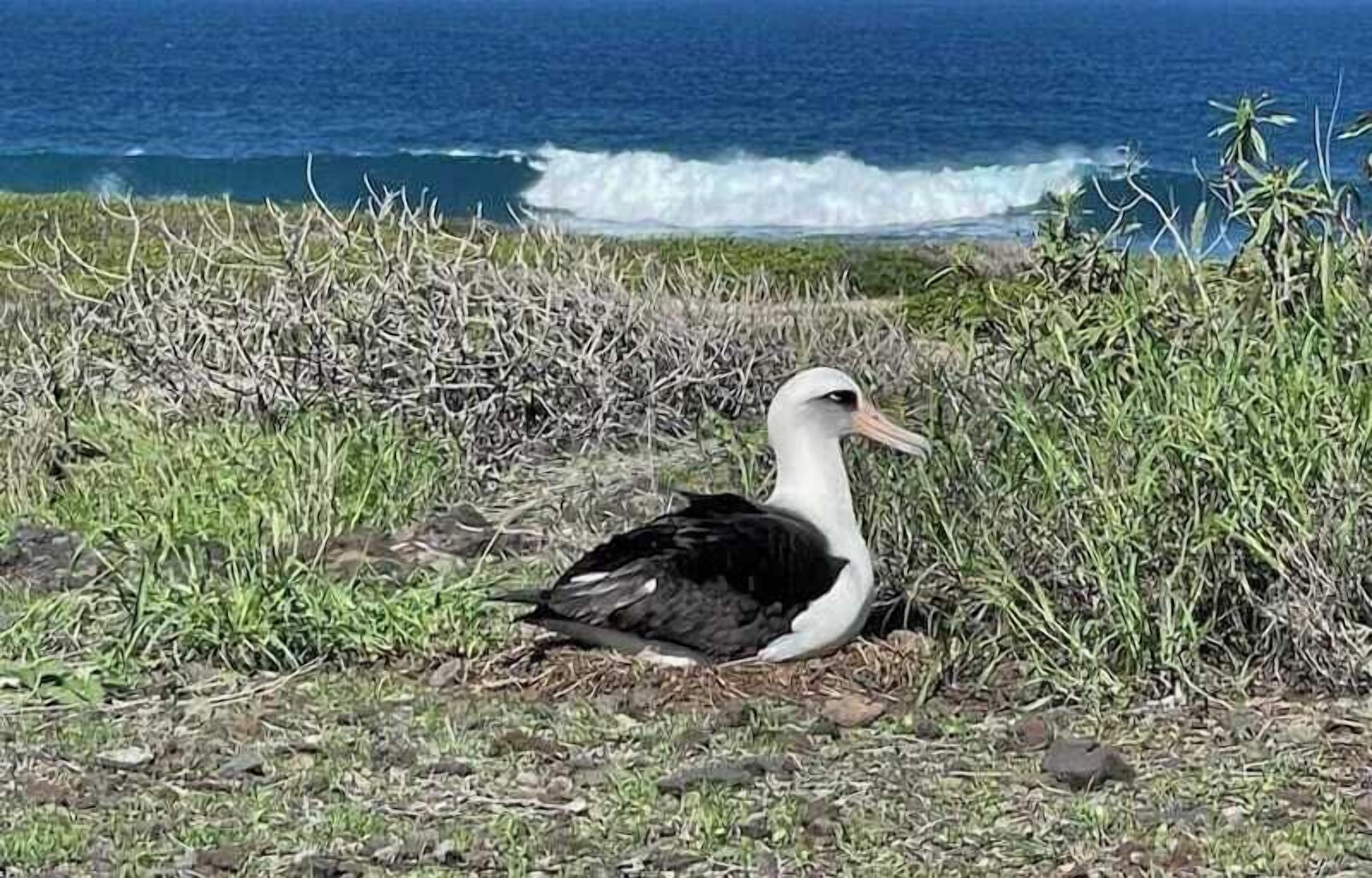 A bird on a grassy area near the ocean.