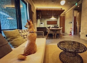 TV - Grand Opening Limited Time 20 OFF Building 3B / Nago Okinawa (Nago)