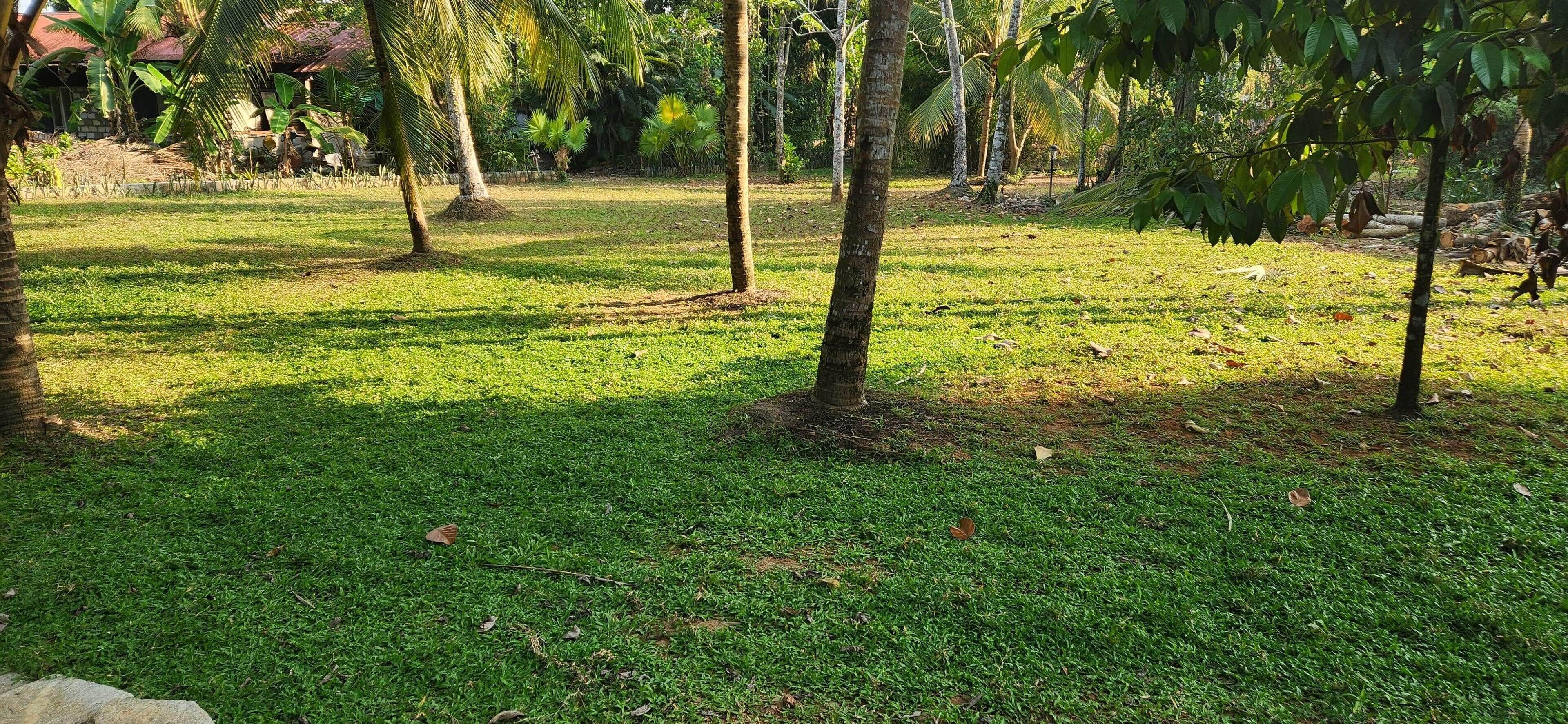 A grassy area with trees and a stone wall in the background.