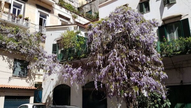 Ein Gebäude mit mehreren Balkonen und ein Baum mit violetten Blüten.