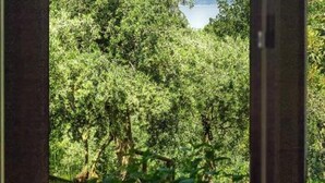 A view through a window of a lush, green landscape with a path leading to a body of water.