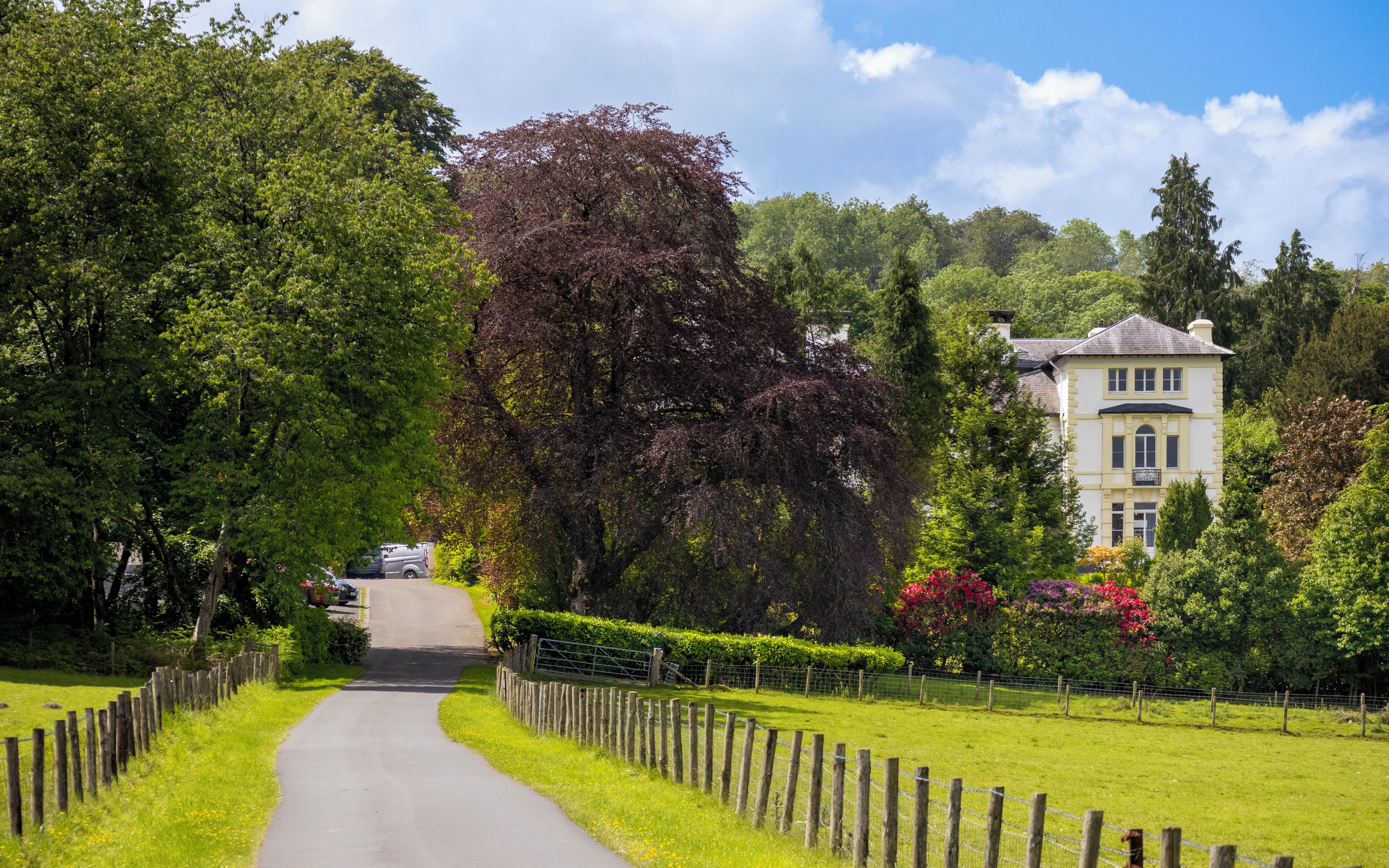 A rural road leading to a large white house surrounded by lush greenery and a variety of trees.