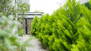 A paved pathway flanked by neatly trimmed green hedges, leading to a building with a black gate. - Paradise Pansiyon Otel (Bursa)