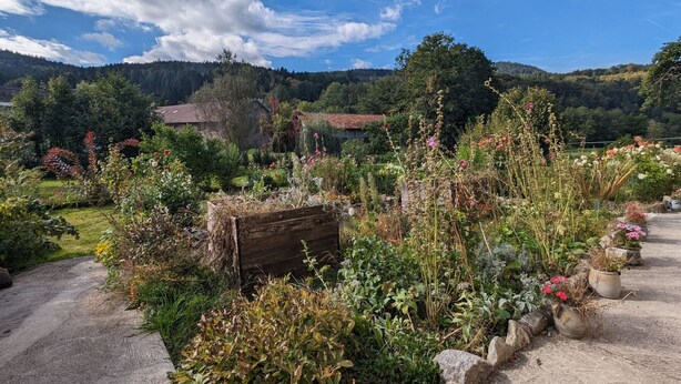 A garden with various plants and flowers, a wooden bench, and a stone pathway.