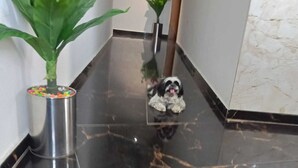 Un sol brillant et réfléchissant, avec un chien assis au centre. De chaque côté, on peut voir des plantes en pot.