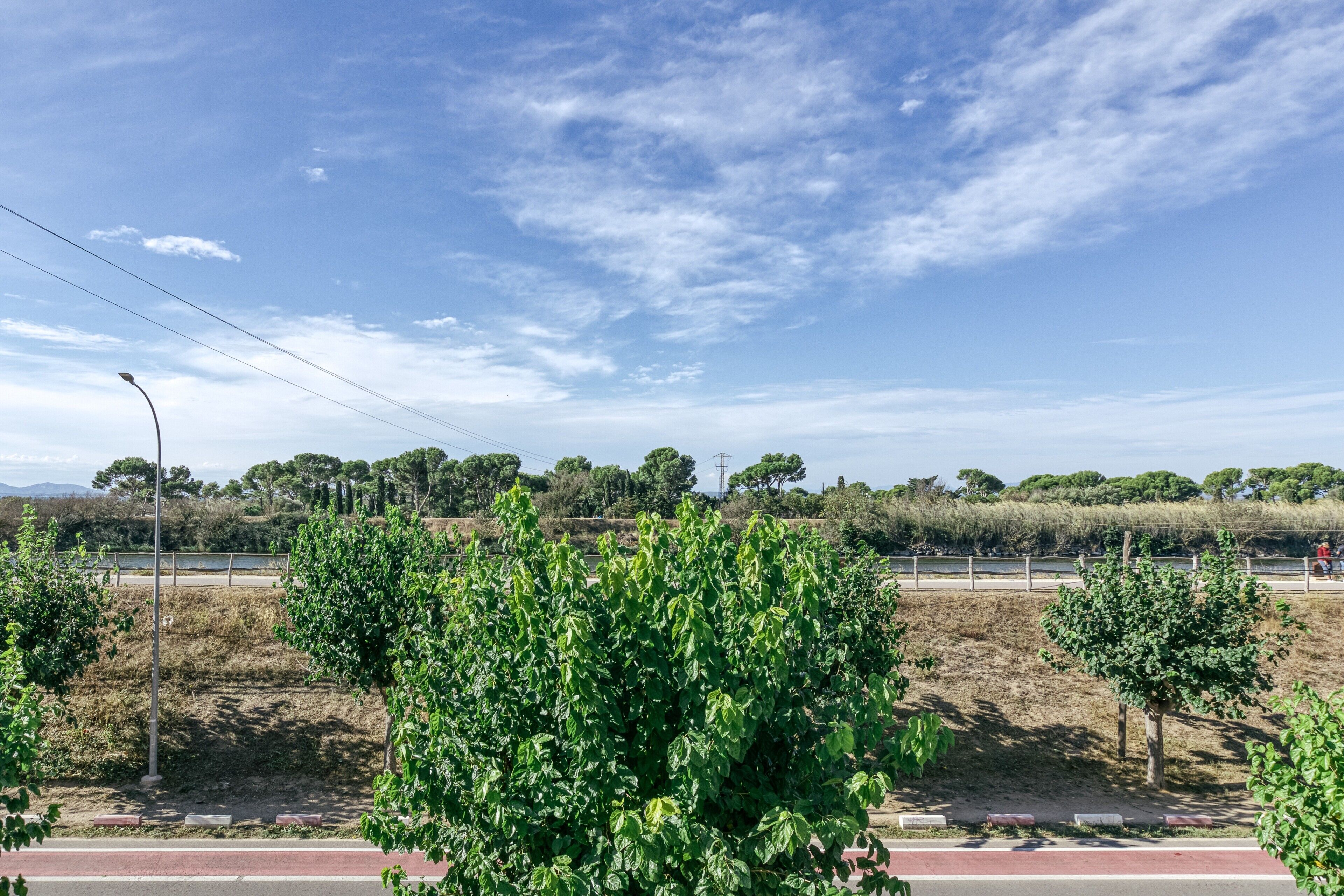 Un parque con árboles verdes, un camino pavimentado y cielo despejado.