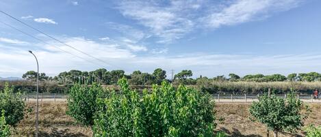 Un parque con árboles verdes, un camino pavimentado y cielo despejado.