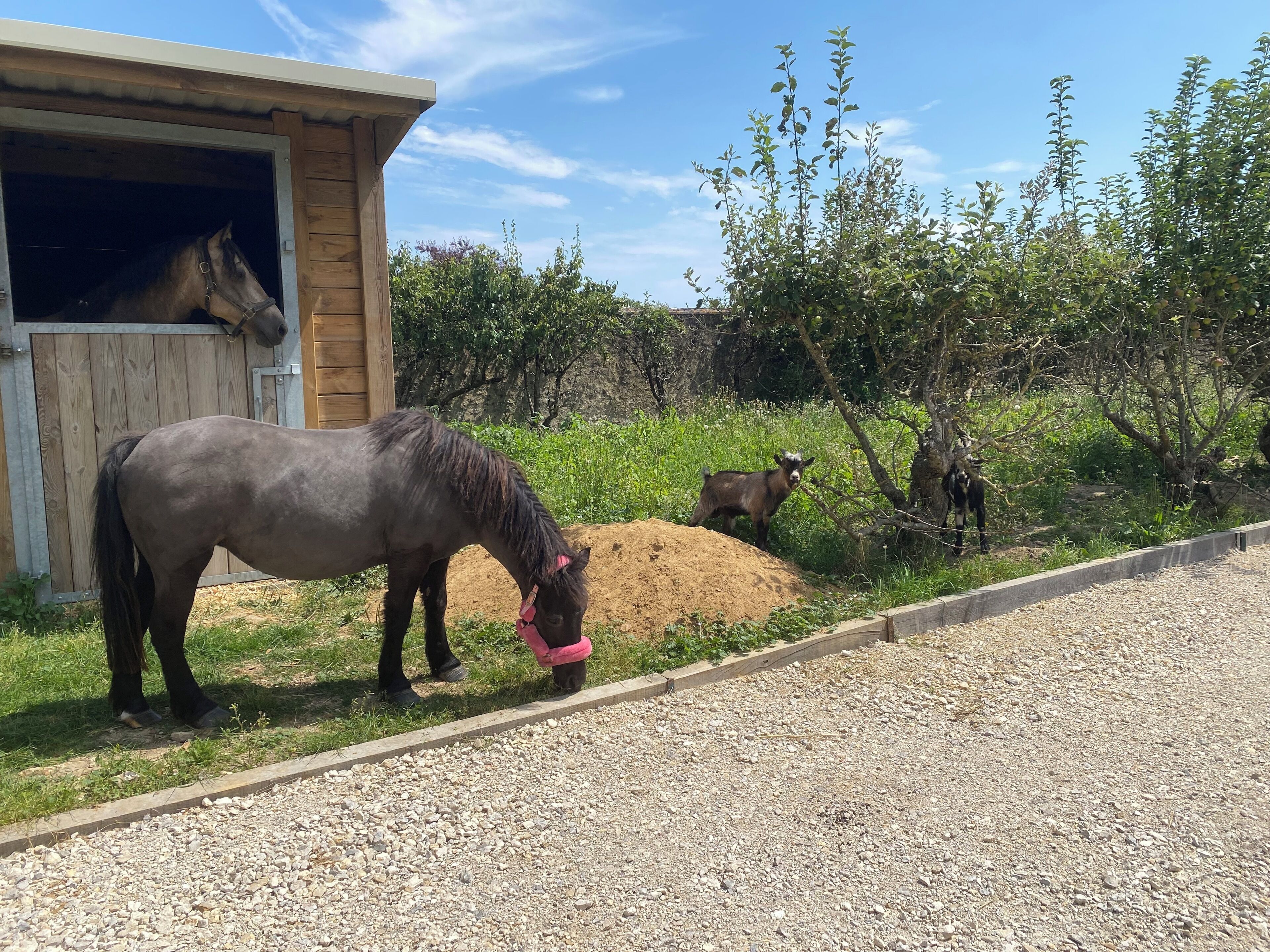 A stable with a horse inside and another horse outside.