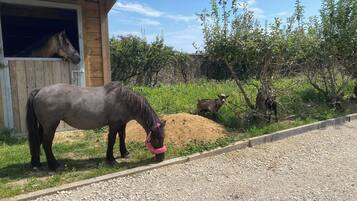 A stable with a horse inside and another horse outside.