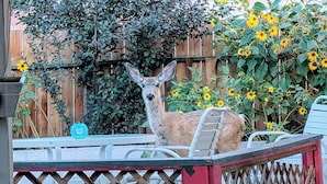 A deer in a garden with a wooden fence and sunflowers.