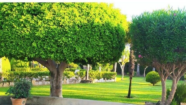 Un jardín bien cuidado con setos ordenados y diversas especies de árboles.