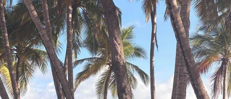 Sun loungers, beach towels
