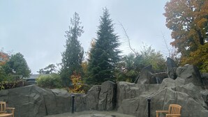 A swimming pool with a rocky border, surrounded by trees and benches.