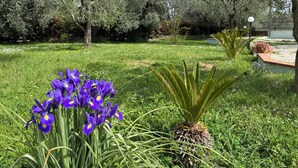 Un jardin où l’on trouve une grande variété de plantes et d’arbres, avec, au premier plan, une touffe de fleurs violettes particulièrement visible.