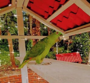 Property grounds - Matagalpa House 4 Bed 3Bath Coffee Farm

 (Yasica Sur)