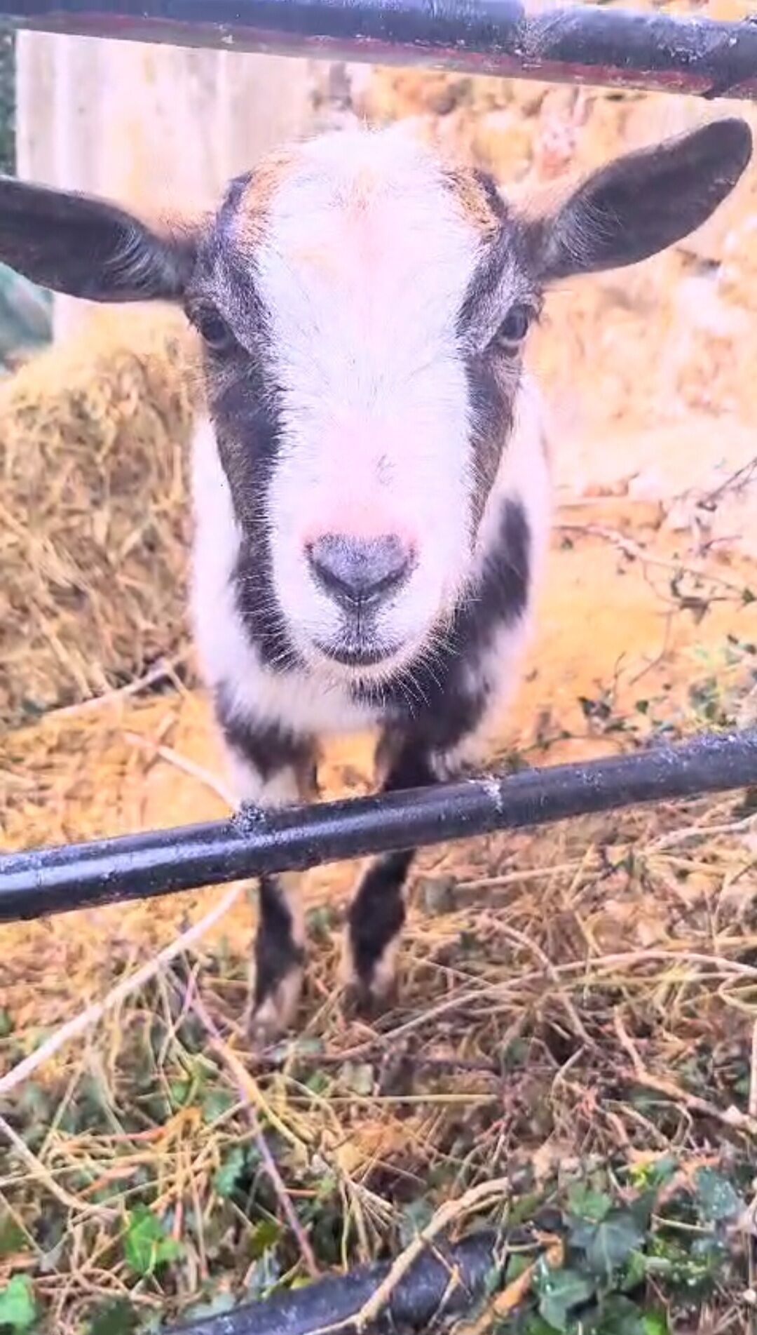 Primer plano de una cabra de cara blanca y detalles negros, detrás de una valla metálica en una zona herbosa con heno y vegetación.